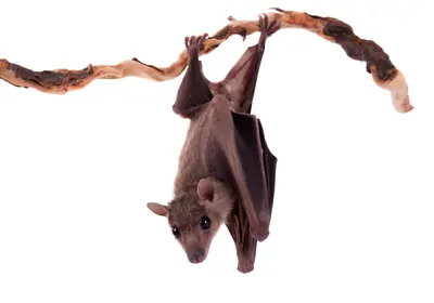 Egyptian fruit bat hanging from branch